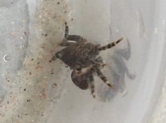Pachygrapsus transversus