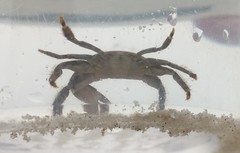 Pachygrapsus transversus