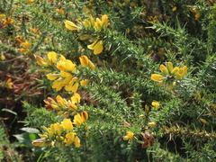 Ulex gallii