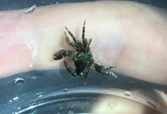 Pachygrapsus transversus