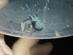 Pachygrapsus transversus