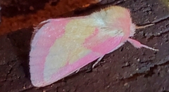 Hyparpax aurora