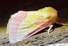Hyparpax aurora