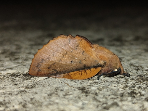 Gastropacha quercifolia