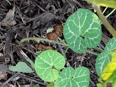 Aristolochia fimbriata