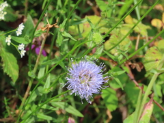 Jasione laevis