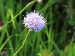 Jasione laevis