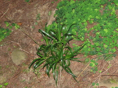 Luzula sylvatica henriquesii