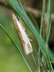 Crambus agitatellus