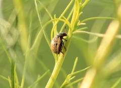 Leptinotarsa lineolata