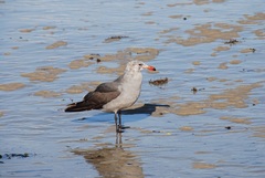 Larus heermanni