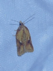 Acleris aspersana