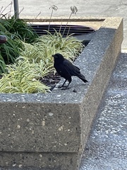 Corvus brachyrhynchos