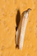 Oncocera semirubella