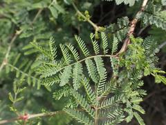 Mimosa aculeaticarpa biuncifera