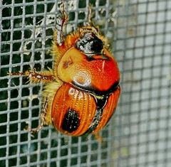 Bolbocerosoma confusum