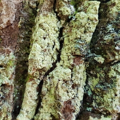 Pertusaria flavida