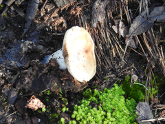 Cortinarius sublargus