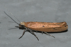 Ypsolopha unicipunctella
