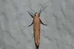 Ypsolopha unicipunctella