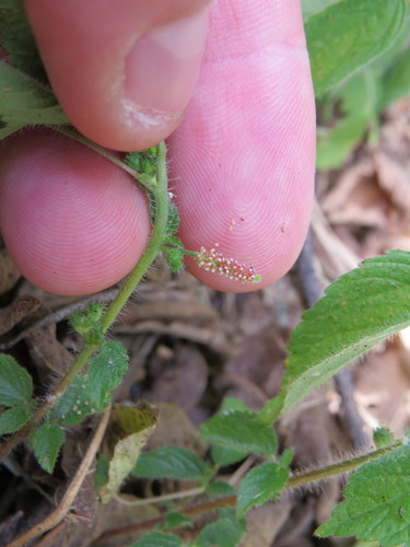 Image of Acalypha poiretii by (c) Victor Farjalla Pontes, some rights reserved (CC BY)