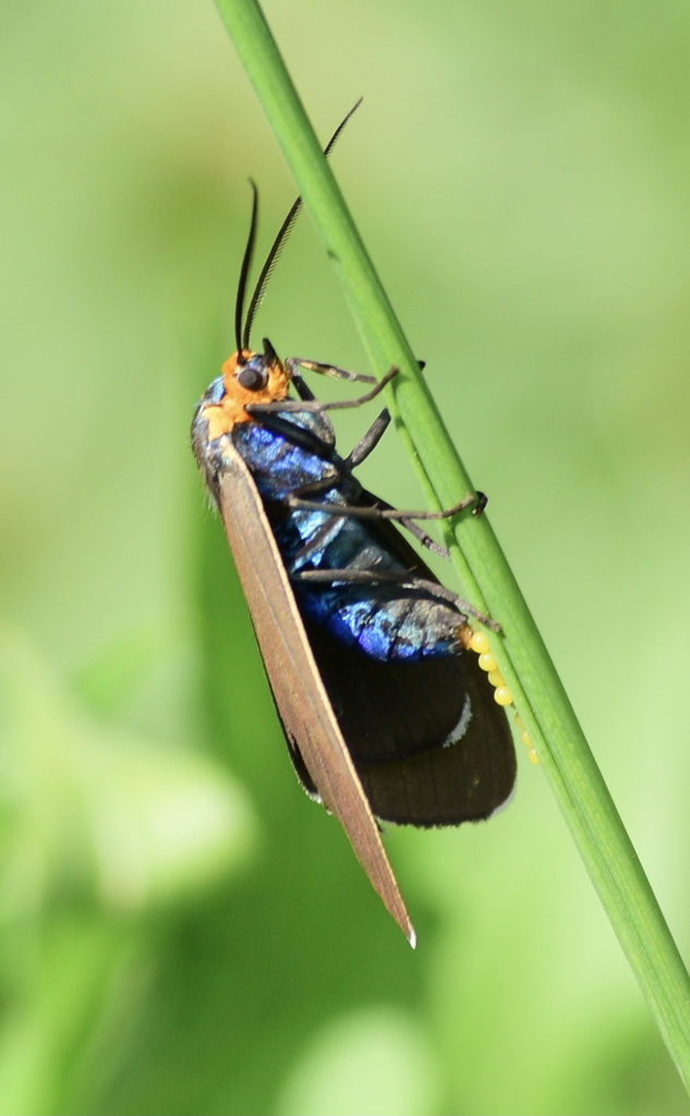 Virginia ctenucha moth (Ctenucha virginica)