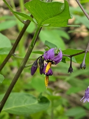 Solanum dulcamara