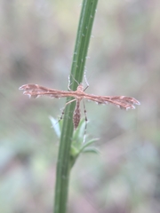 Oxyptilus pilosellae