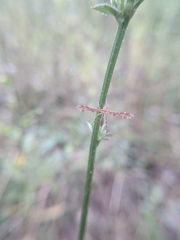 Oxyptilus pilosellae