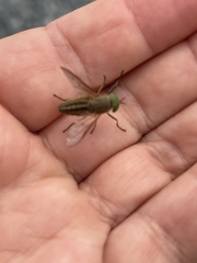 Tabanus nigrovittatus