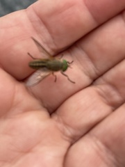 Tabanus nigrovittatus