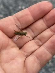 Tabanus nigrovittatus