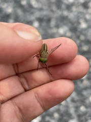 Tabanus nigrovittatus