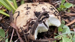 Suillus borealis