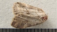 Hyperstrotia pervertens