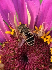 Eristalis arbustorum
