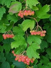 Viburnum opulus