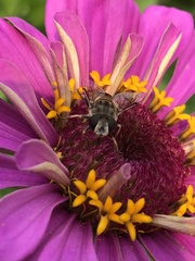 Eristalis arbustorum