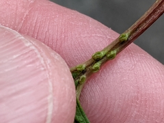 Viburnum opulus