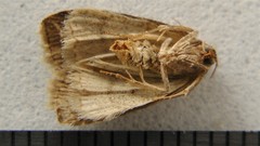 Hyperstrotia pervertens