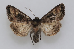 Euplexia benesimilis