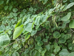 Cercis canadensis