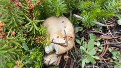 Suillus borealis