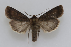 Agrotis obliqua