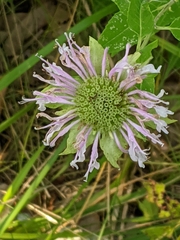 Monarda fistulosa
