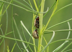 Leptinotarsa lineolata