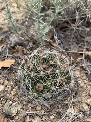 Mammillaria wrightii wrightii