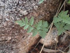 Myriopteris wrightii