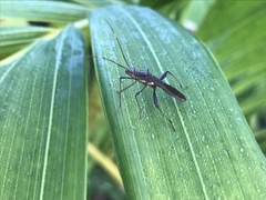 Riptortus abdominalis