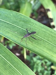 Riptortus abdominalis